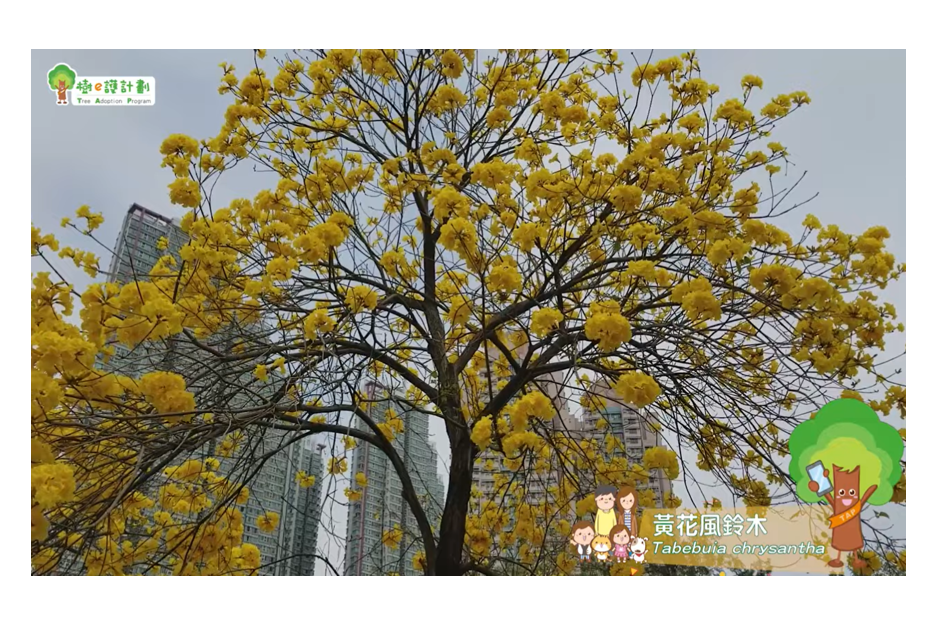 Common Trees in Hong Kong**